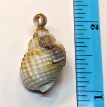 Cream Brown Marble Tulip Shell Pendant - Image 3