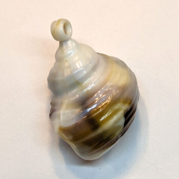 Cream Brown Marble Wide Tulip Shell Pendant